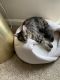 Other Cats for sale in Weston, FL, USA. price: $300