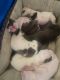 4week old pitbulls ready to go in 2 weeks