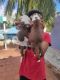 Other Puppies for sale in Tambaram, Chennai, Tamil Nadu, India. price: 17000 INR