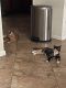 Other Cats for sale in Coconut Creek, FL, USA. price: NA