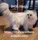 Other Cats for sale in Chicago, IL, USA. price: NA