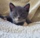 Other Cats for sale in Portland, OR 97233, USA. price: $100