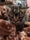 Other Cats for sale in 13993 SW 280th Terrace, Homestead, FL 33033, USA. price: $80