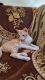 Other Cats for sale in Ahmedabad, Gujarat, India. price: NA