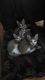Other Cats for sale in Edathala, Aluva, Kerala, India. price: NA