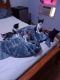 Other Cats for sale in Bartonville, IL, USA. price: NA