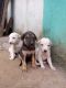 Other Puppies for sale in Wagadambli, Karnataka 584111, India. price: 200 INR