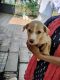 Other Puppies for sale in Perumbavoor, Kerala, India. price: NA