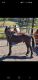 Other Horses for sale in Franktown, CO 80116, USA. price: $1,000