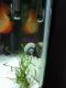 Other Fishes for sale in Celebration, FL 34747, USA. price: NA