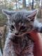 Other Cats for sale in 816 Prospect Rd, Carnesville, GA 30521, USA. price: NA