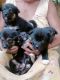 Other Puppies for sale in Mangaldoi, Assam, India. price: 3500 INR