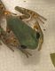 Other Amphibians for sale in Houston, TX 77024, USA. price: NA