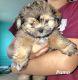 Other Puppies for sale in Round Rock, TX 78664, USA. price: $450