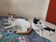 Other Cats for sale in Naigaon East, Vasai-Virar, Maharashtra 401208, India. price: NA