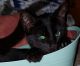 Other Cats for sale in Grants Pass, OR, USA. price: $25