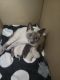 Other Cats for sale in Alto, GA 30510, USA. price: NA