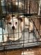 Other Puppies for sale in 7542 Balcom Ave, Reseda, CA 91335, USA. price: NA