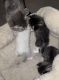 Other Cats for sale in Poway, CA, USA. price: $100