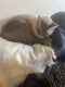 Other Cats for sale in Santee, CA 92071, USA. price: $1