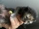 Other Cats for sale in Oxnard, CA, USA. price: $50