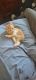 Other Cats for sale in West Chicago, IL 60185, USA. price: NA