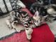 Other Cats for sale in Webster, NY 14580, USA. price: NA