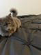 Other Cats for sale in Oakland, CA 94606, USA. price: NA