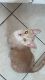 Other Cats for sale in Hinesville, GA 31313, USA. price: NA