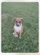 Other Puppies for sale in Grand Prairie, TX 75050, USA. price: NA
