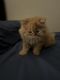 Other Cats for sale in Carol Stream, IL, USA. price: NA