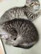 Other Cats for sale in Lodi, CA, USA. price: NA