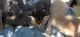 Other Cats for sale in Stockton, CA, USA. price: NA