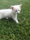 Other Cats for sale in Lancaster, PA, USA. price: $40