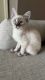 Other Cats for sale in Tampa, FL, USA. price: $650