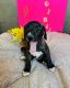 Other Puppies for sale in Midland, TX, USA. price: NA