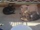 Other Cats for sale in Clovis, CA, USA. price: $10