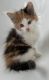 Other Cats for sale in Little Suamico, WI, USA. price: $100