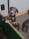 Other Puppies for sale in Ellenboro, North Carolina. price: NA