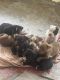 Other Puppies for sale in Tulsa, Oklahoma. price: $100