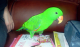 Other Birds for sale in Springfield, IL, USA. price: $700