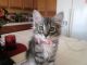 Other Cats for sale in Bolingbroke, GA, USA. price: NA