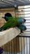 Other Birds for sale in Cincinnati, OH, USA. price: NA