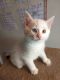 Other Cats for sale in Montreal, QC, Canada. price: $375