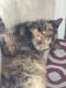 Other Cats for sale in Harrison, AR 72601, USA. price: NA