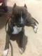 Other Puppies for sale in Troup, TX 75789, USA. price: $200