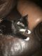 Other Cats for sale in Douglasville, GA, USA. price: NA