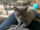 Other Cats for sale in Orland Hills, IL 60477, USA. price: NA