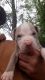 Other Puppies for sale in Woodville, TX 75979, USA. price: NA