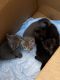 Other Cats for sale in The Bronx, NY, USA. price: $300